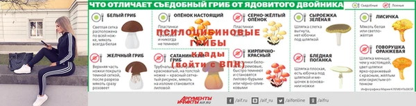прущие грибы Дмитриев